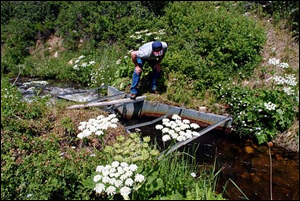 clam flow approaching a Parshall flume