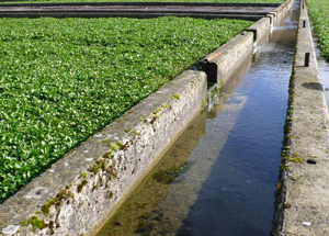 irrigation channel typical of those on which the Manning formula is used to calculate flow rate