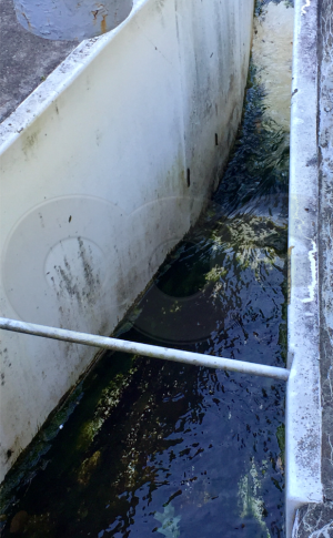 Algae Build Up on Parshall Flume