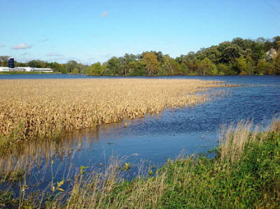 corn field flooded