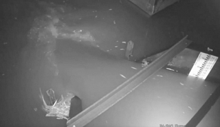 Image for How Edge-of-Field Flows Can Change Due to Rain Events article